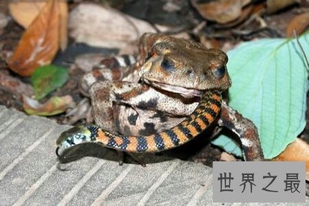 食蛇鼠是世界上最凶猛的啮齿类动物 竟然可以吃掉一条蛇