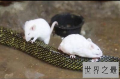 ​食蛇鼠是世界上最凶猛的啮齿类动物 竟然可以吃掉一条蛇