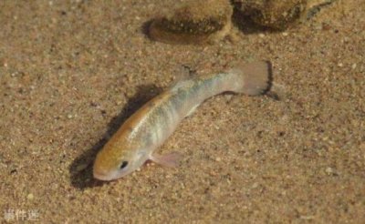 ​生活在死亡谷的沙漠鱼 体型较小只为适应环境(是稀有物种)