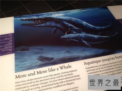 ​鲸鱼的祖先曾可以在陆地行走 如今退化四肢成海洋生物