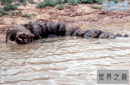 蛇的寿命？世界上年龄最大的蛇(1867年)