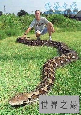 蛇的寿命？世界上年龄最大的蛇(1867年)