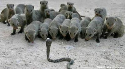 ​眼镜王蛇的天敌是谁有哪些什么动物，四大天敌可以随意将其击杀