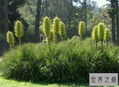 ​世界上最恐怖的树，会诱捕小动物