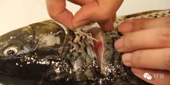 如何杀鱼及杀鱼的技巧（分享1个简单易学的杀鱼技巧）