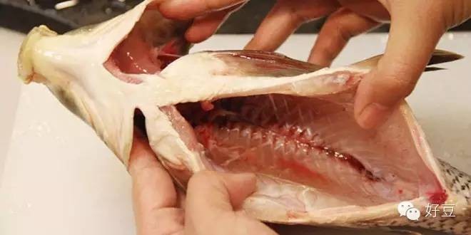 如何杀鱼及杀鱼的技巧（分享1个简单易学的杀鱼技巧）
