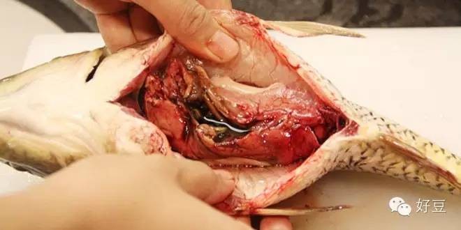 如何杀鱼及杀鱼的技巧（分享1个简单易学的杀鱼技巧）