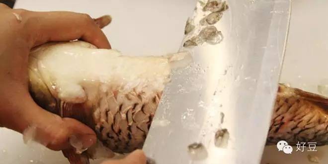 如何杀鱼及杀鱼的技巧（分享1个简单易学的杀鱼技巧）