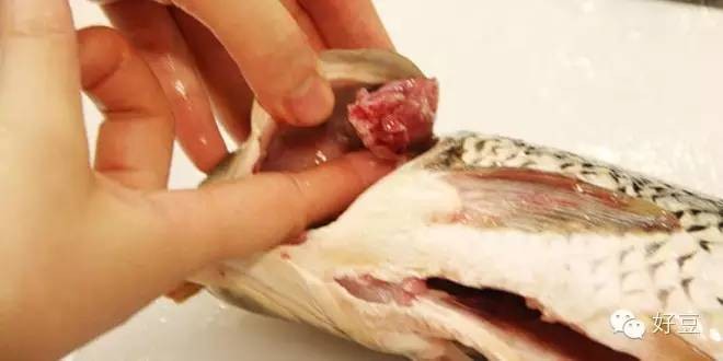 如何杀鱼及杀鱼的技巧（分享1个简单易学的杀鱼技巧）