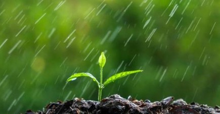 胸径是什么意思,树木的干径和胸径有什么区别图4