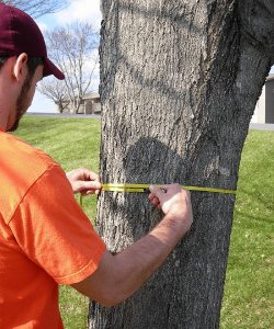 ​胸径是什么意思,树木的干径和胸径有什么区别