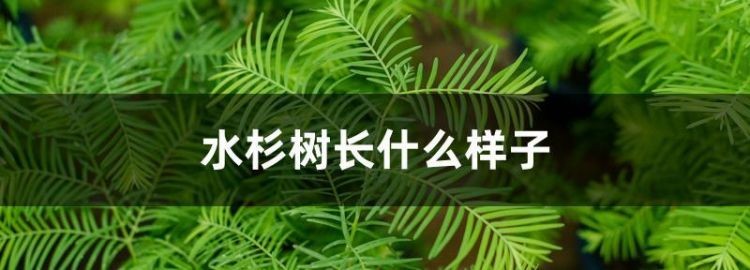 胸径是什么意思