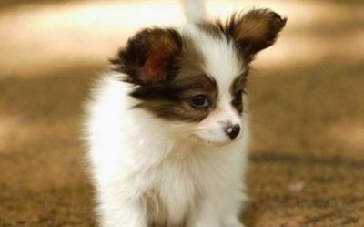 ​蝴蝶犬多少钱能买到？蝴蝶犬怎么训练？