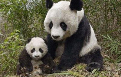​大熊猫为什么是国宝