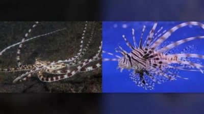 ​变形记作文变成一条鱼600字(变形记作文变成一条鱼400字)