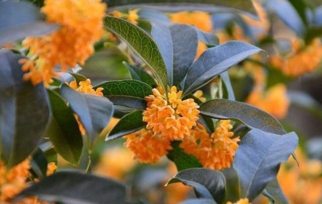 桂花树怎么修剪才好看（简单又好看的桂花树修剪方法）