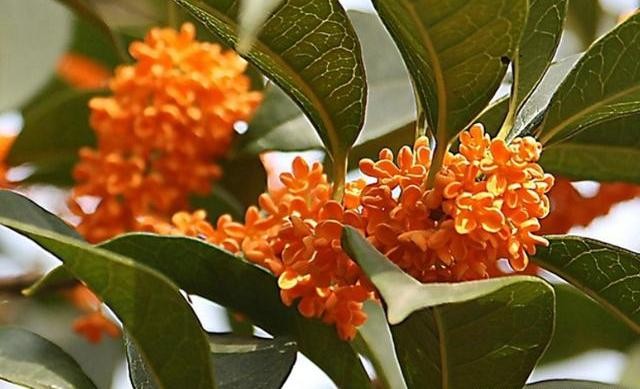 桂花树怎么修剪才好看（简单又好看的桂花树修剪方法）