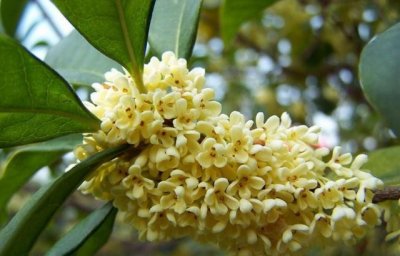 ​桂花树怎么修剪才好看（简单又好看的桂花树修剪方法）