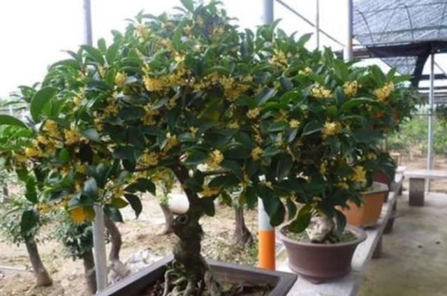 桂花树怎么修剪才好看（简单又好看的桂花树修剪方法）