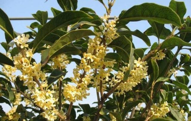 桂花树怎么修剪才好看（简单又好看的桂花树修剪方法）