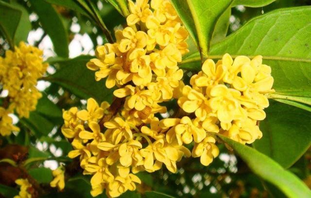 桂花树怎么修剪才好看（简单又好看的桂花树修剪方法）