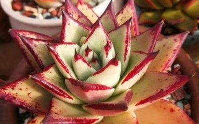 ​多肉植物怎么养才漂亮视频(怎么样才能把多肉植物养得最漂亮)