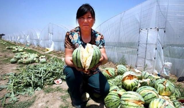 40亩没熟的西瓜突然疯狂爆炸，专家研究后的结果让瓜农后悔莫及