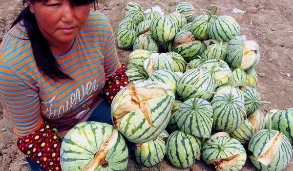 40亩没熟的西瓜突然疯狂爆炸，专家研究后的结果让瓜农后悔莫及