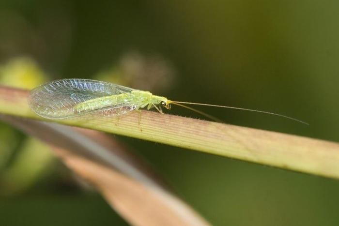 女孩家中惊现大量“怪虫卵”，原来绝大多数人家中夏天都会出现它