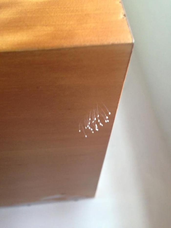 女孩家中惊现大量“怪虫卵”，原来绝大多数人家中夏天都会出现它