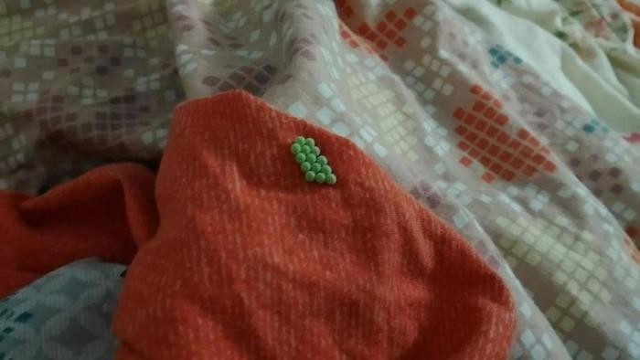 女孩家中惊现大量“怪虫卵”，原来绝大多数人家中夏天都会出现它