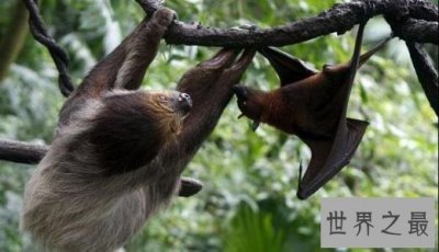 ​世界上最小的蝙蝠，比小指还小！