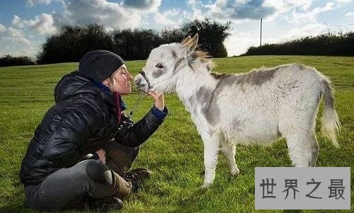 世界上最小的驴，迷你驴成最抢手的明星宠物！