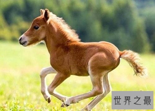 世界上最小的驴，迷你驴成最抢手的明星宠物！