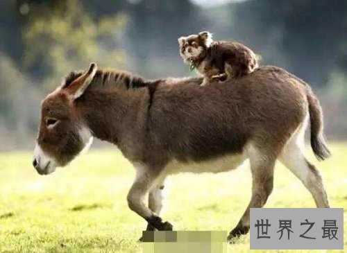 世界上最小的驴，迷你驴成最抢手的明星宠物！