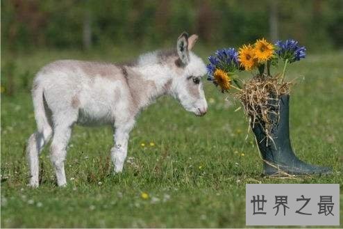 世界上最小的驴，迷你驴成最抢手的明星宠物！