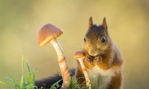 拖把上长蘑菇怎么回事,拖把为什么长出蘑菇了图3