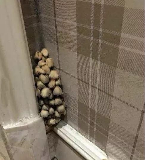 拖把上为什么会长小蘑菇呢