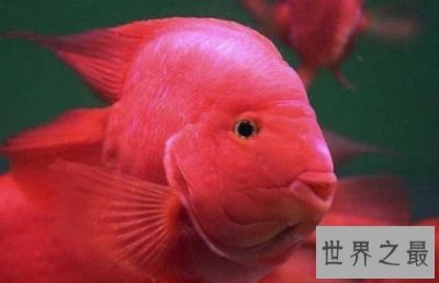 ​鹦鹉鱼常见病的防治攻略，各位鱼友们速速围观吧！