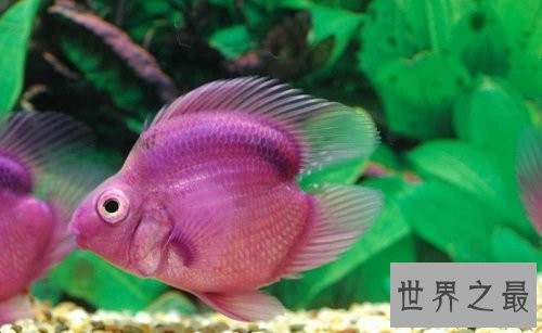 鹦鹉鱼常见病的防治攻略，各位鱼友们速速围观吧！