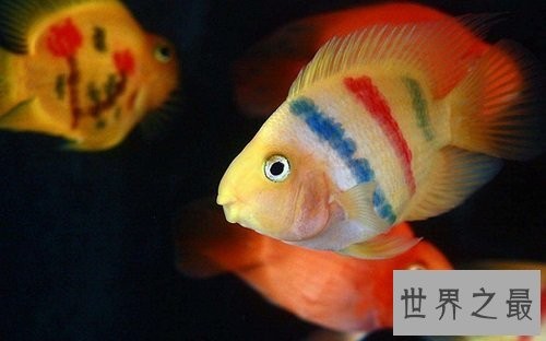 鹦鹉鱼常见病的防治攻略，各位鱼友们速速围观吧！