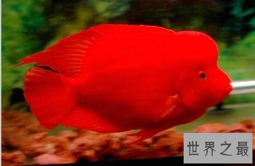 鹦鹉鱼常见病的防治攻略，各位鱼友们速速围观吧！