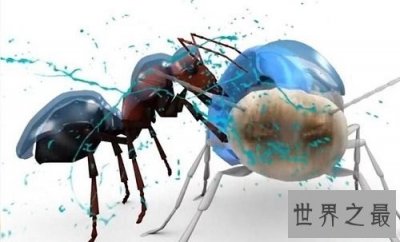 ​爆炸蚂蚁彪悍的人生，扒一扒爆炸蚂蚁那些事！