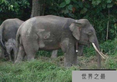 ​世界上体型最小的象：婆罗洲象身高仅2.5米