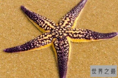 ​拥有神奇再生能力的十大动物 蚯蚓上榜，第九具有很高的营养价值