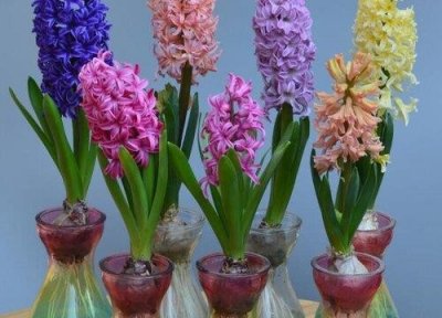 ​风信子的花期有多长时间（风信子花凋谢后养护方法）