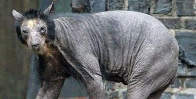 有种狗，只要3条就可以围剿狮子，草原上最具野性的犬种