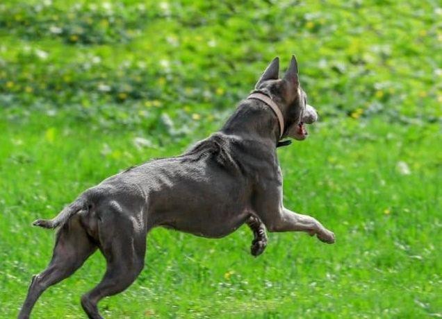 有种狗，只要3条就可以围剿狮子，草原上最具野性的犬种