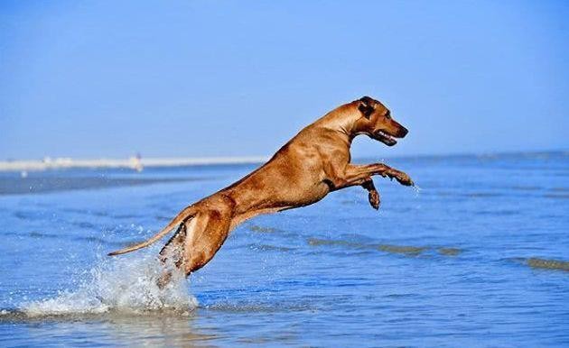 有种狗，只要3条就可以围剿狮子，草原上最具野性的犬种