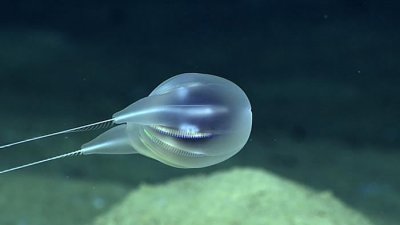 ​波多黎各附近深海发现新的栉水母Duobrachium sparksae